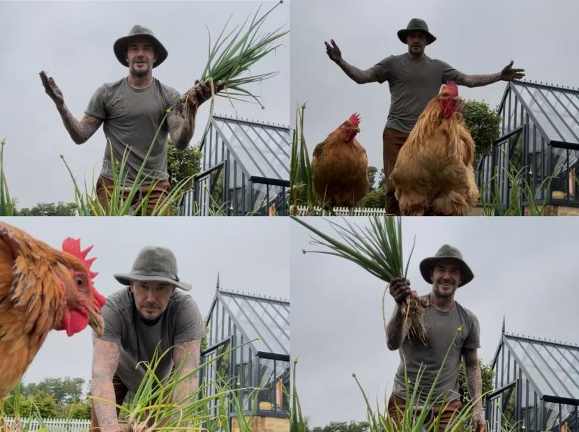 David Beckham saat berkebun. Beckham memiliki hobi baru yaitu berkebun. Dia sering membagikan aktivitas berkebun di akun Instagram-nya.