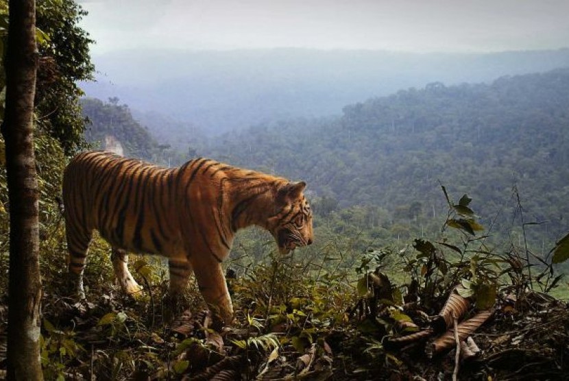 Deforestasi atau pembukaan hutan untuk perkebunan kepala sawit telah menghancurkan habitat harimau.