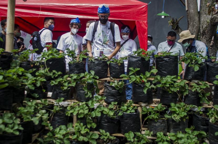 Delegasi sejumlah negara peserta Konferensi Internasional Urban 20 (U20) melihat kebun stroberi saat kunjungan ke urban farming Buruan Sae di Bandung, Jawa Barat, Kamis (4/8/2022). Milan Urban Food Policy Pact di Italia tertarik adopsi konsep urban farming Bandung.