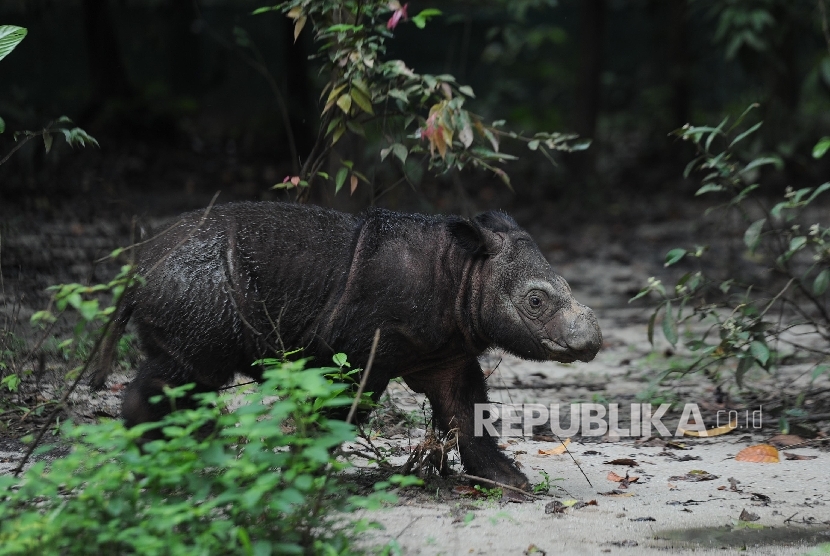 Delilah, badak Sumatera betina berada di Suaka Rhino Sumatera (SRS)-Taman Nasional Way Kambas (TNWK) Lampung Timur, Rabu (27/7). (Republika/Edwin Dwi Putranto)