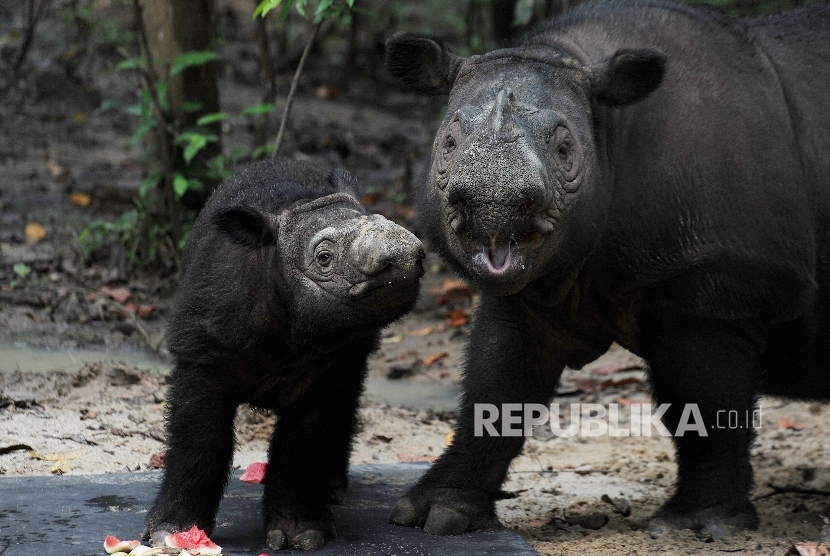 Delilah (kiri) dan Ratu (kanan), dua badak Sumatera betina berada di Suaka Rhino Sumatera (SRS)-Taman Nasional Way Kambas (TNWK) Lampung Timur, Rabu (27/7).  (Republika/Edwin Dwi Putranto)