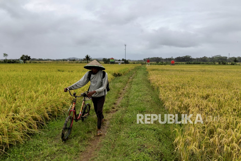 Desa Kalijaran di Kecamatan Maos, Kabupaten Cilacap, Jawa Tengah, yang menjadi Desa Energi Berdikari binaan Pertamina. 