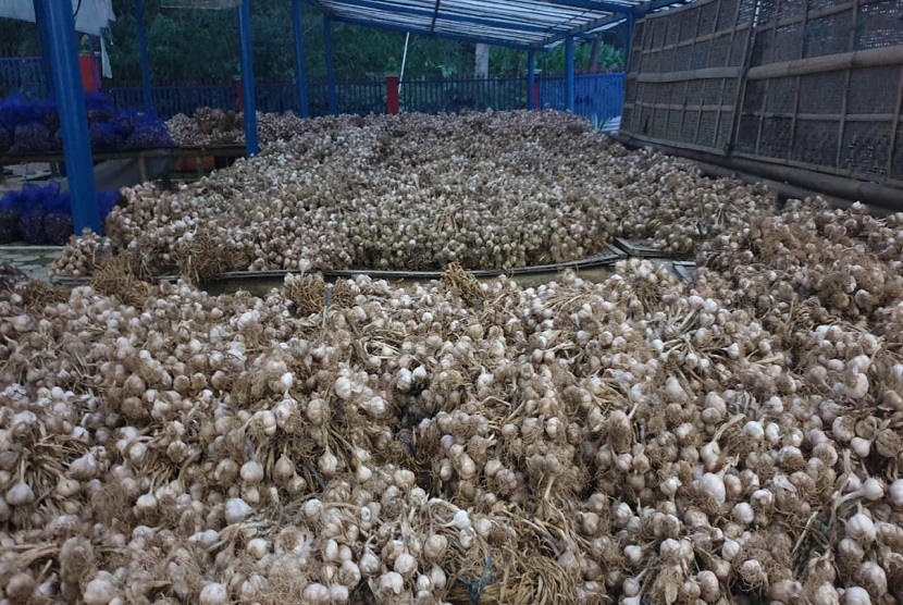 Di Kawasan Lereng Gunung Sumbing Magelang, pola kemitraan tanam antara petani dengan importir bawang putih, diakui dirasakan manfaatnya oleh para petani setempat.