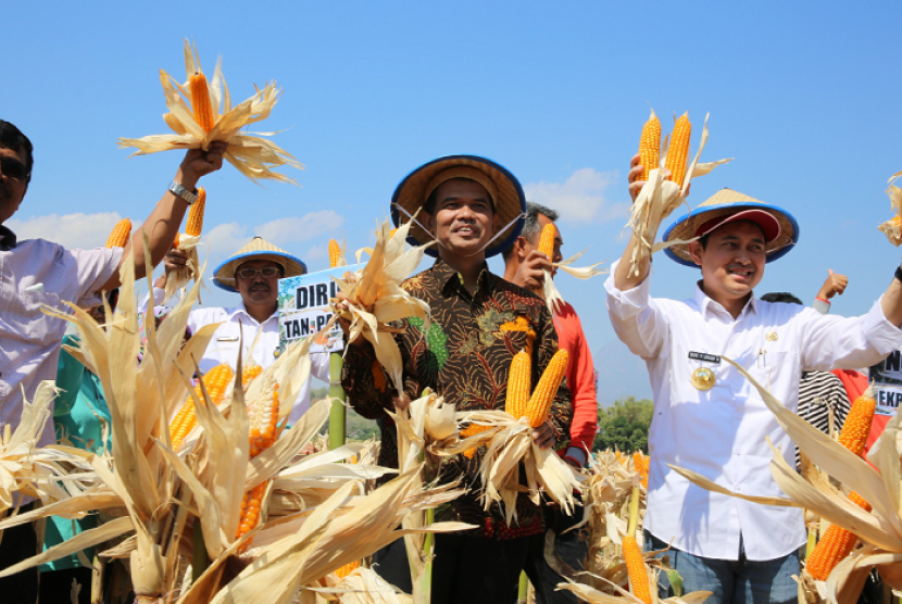 Di musim kemarau, Kabupaten Nganjuk tetap mampu berproduksi jagung.