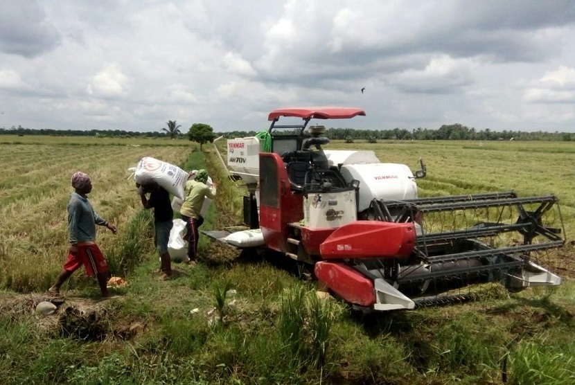 Di tengah pandemi Covid-19 ini petani Kabupaten Banyuasin kini masih sangat sibuk melakukan panen raya padi yang hasil produksinya berlimpah.