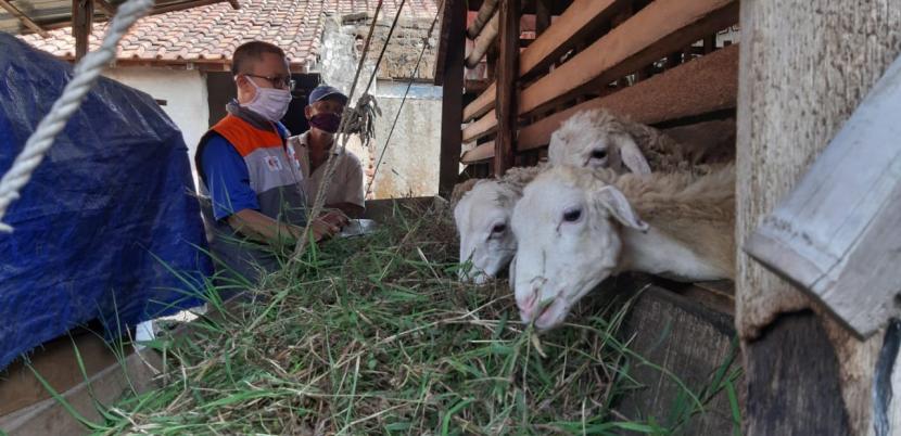 Di tengah pandemi Covid-19, peternak Desa Berdaya panen penggemukan kambing.