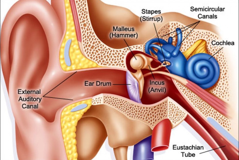 Hukum korek telinga ketika puasa