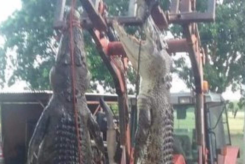 Dijuluki Gobbo dan Croco, buaya ini masing-masing berukuran 4,3 meter dan 4,4 meter.