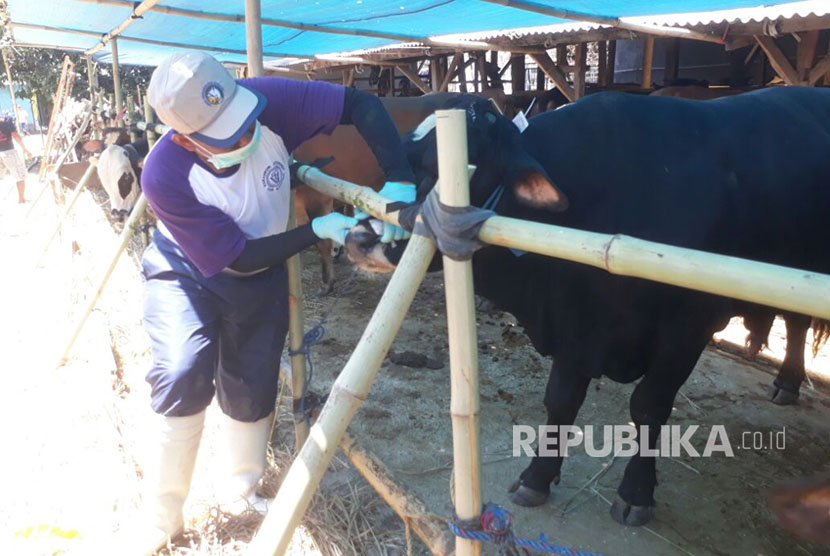 Dinas Pertanian Kab Bandung melakukan pemeriksaan terhadap hewan Kurban di sejumlah pedagang di Soreang, Senin (28/8). Sebanyak 1174 ekor hewan kurban dikategprikan tidak layak sesuai syari.