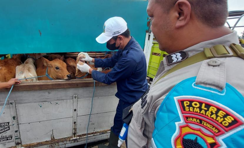 Dinas Pertanian Perikanan dan Pangan (Dispertanikap) Kabupaten Semarang meningkatkan pengawasan sebagai upaya pencegahan penyebaran penyakit mulut dan kuku (PMK) pada hewan ternak di daerahnya. 