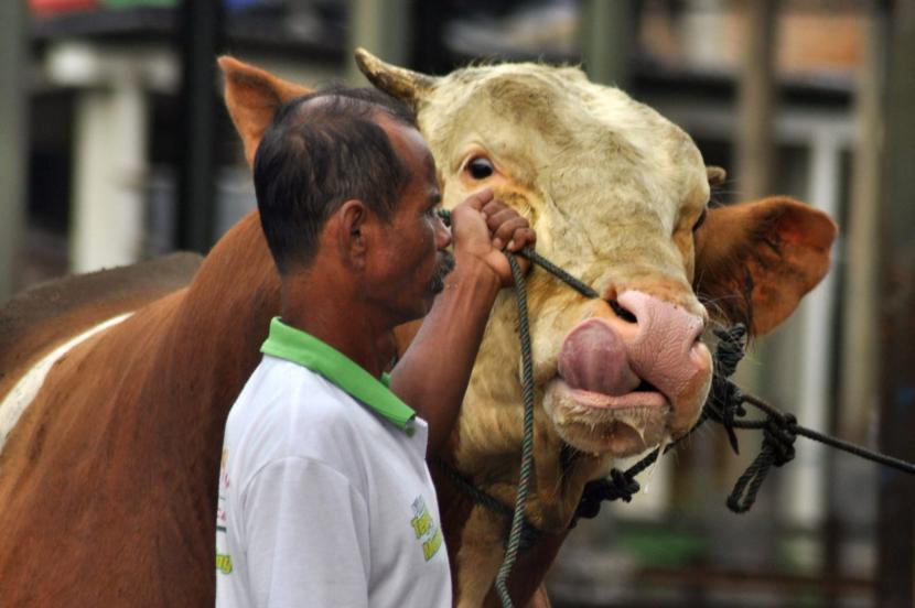 Sapi, ilustrasi. Pemerintah Kota (Pemkot) Bogor melalui Dinas Ketahanan Pangan dan Pertanian (DKPP) Kota Bogor menyiapkan antisipasi agar PMK tidak menjangkit sapi-sapi di Kota Bogor. 