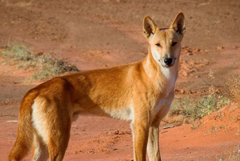 Dingo