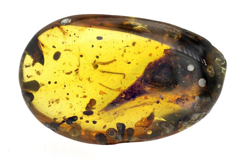 Dinosaurus terkecil ditemukan terjebak di dalam batu amber berusia 99 juta tahun di Myanmar baru-baru ini.(Lida Xing Facebook)