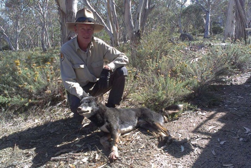  Diperlukan waktu lima tahun bagi petugas Taman Nasional untuk menangkap anjing liar tersebut.