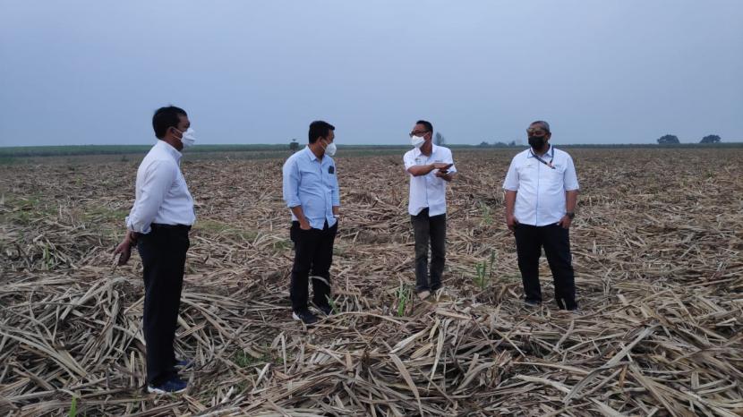 Direksi Holding Perkebunan meninjau lahan kebun tebu unit Bunga Mayang, Lampung, Selasa (24/8). 