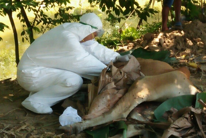 Petugas menangani ternak mati karena antraks. Ternak yang mati terkena antraks sebaiknya langsung dikubur atau dikremasi di lokasi.