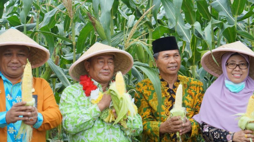Direktorat Pemberdayaan Zakat dan Wakaf Kemenag menggelar panen raya jagung dan cabai di tanah wakaf produktif.