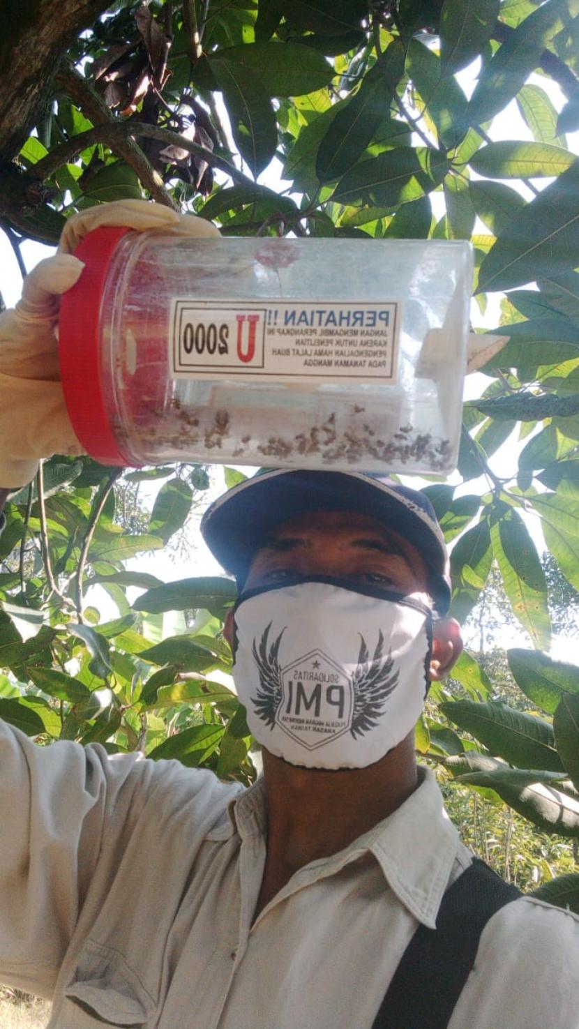 Direktorat Perlindungan Hortikultura dan Balai Penelitian Buah Tropika (Balitbu) bersama Australian Centre for International Agricultural Research (ACIAR) telah memilih Desa Krasak sebagai salah satu lokasi  pengendalian lalat buah. 