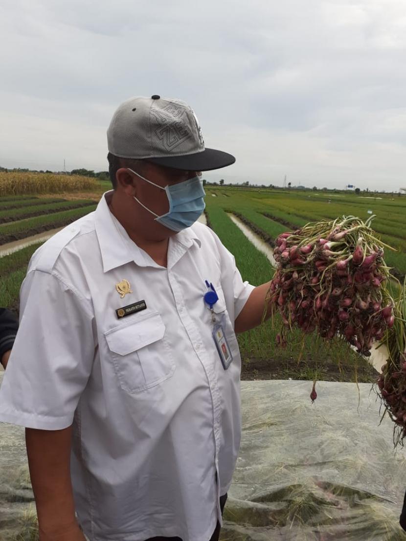 Direktur Jenderal Hortikultura Kementan, Prihasto Setyanto mengatakan, salah satu yang dilakukan timnya adalah turun memantau ketersediaan bawang merah. Lokasi yang menjadi bidikan adalah kawasan sentra utama produksi bawang merah Pantai Utara Jawa terutama Brebes, Demak dan Pati. 