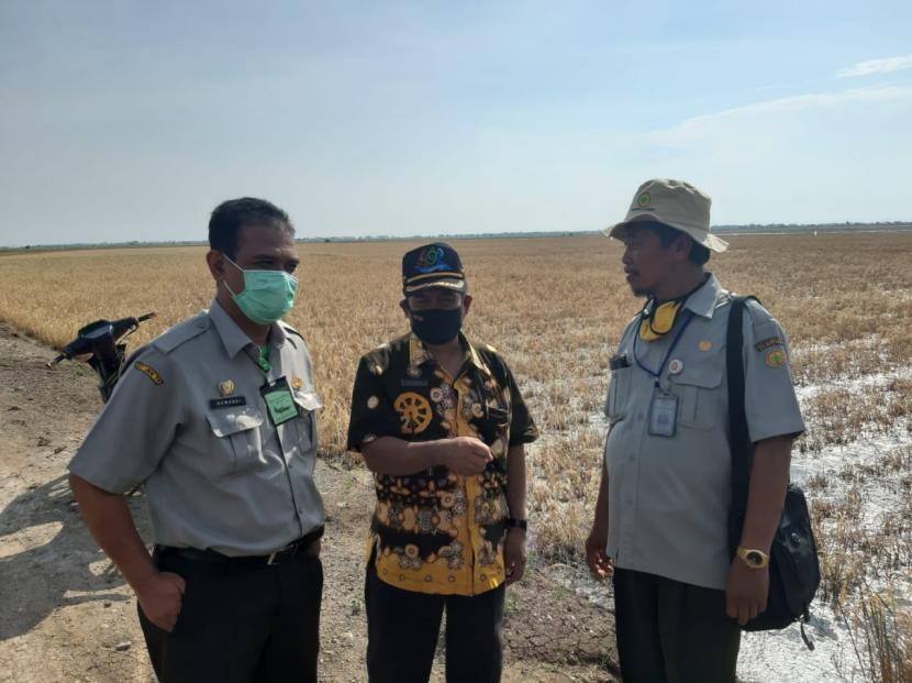 Direktur Jenderal Hortikultura Kementan, Suwandi, saat meninjau lahan pertanian yang terkena banjir rob di Desa Ilir, Kecamatan Kandanghaur, Indramayu.