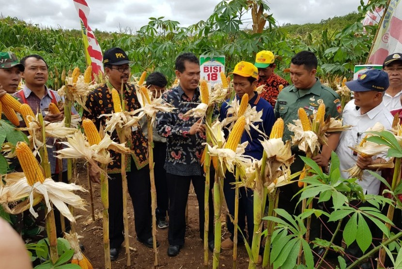 Direktur Jenderal Hortikultura Kementerian Pertanian (Kementan), Suwandi, selaku Penanggung Jawab Program Upaya Khusus Padi, Jagung dan Kedelai (UPSUS Pajale) Provinsi Jawa Tengah, melakukan panen raya jagung di Desa Watangrejo Kecamatan Pracimantoro, Wonogiri, Selasa (12/2).