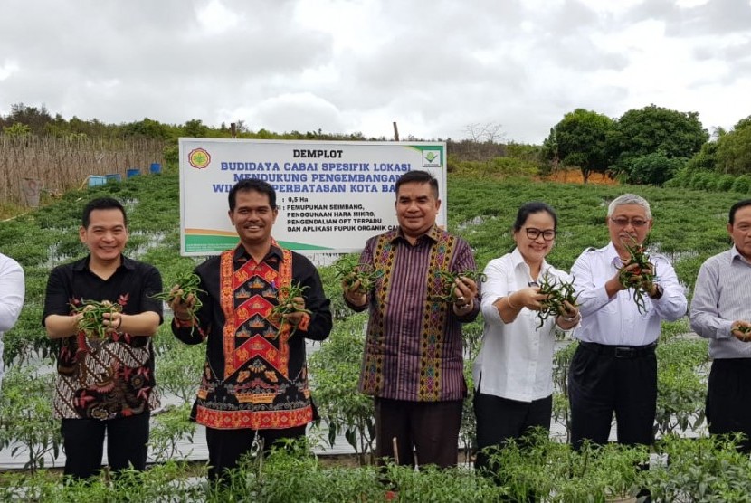 Direktur Jenderal Hortikultura, Suwandi saat melakukan panen cabai.