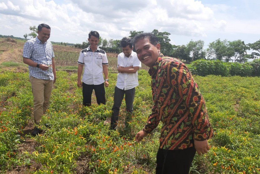 Direktur Jenderal Hortikultura, Suwandi saat panen cabai