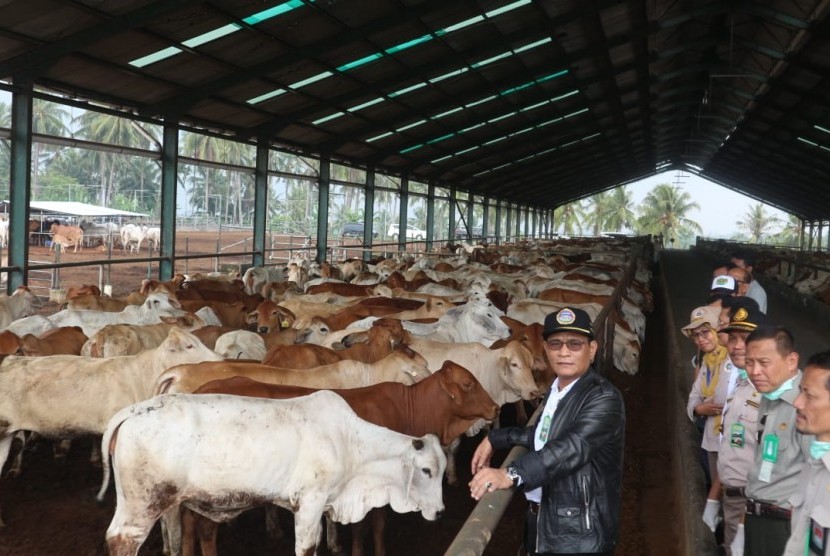 Direktur Jenderal Peternakan dan Kesehatan Hewan I Ketut Diarmita, saat meninjau sapi-sapi indukan impor di Instalasi Karantina Hewan Sementara (IKHS) Juang Jaya Lampung Selatan, Senin (10/11).