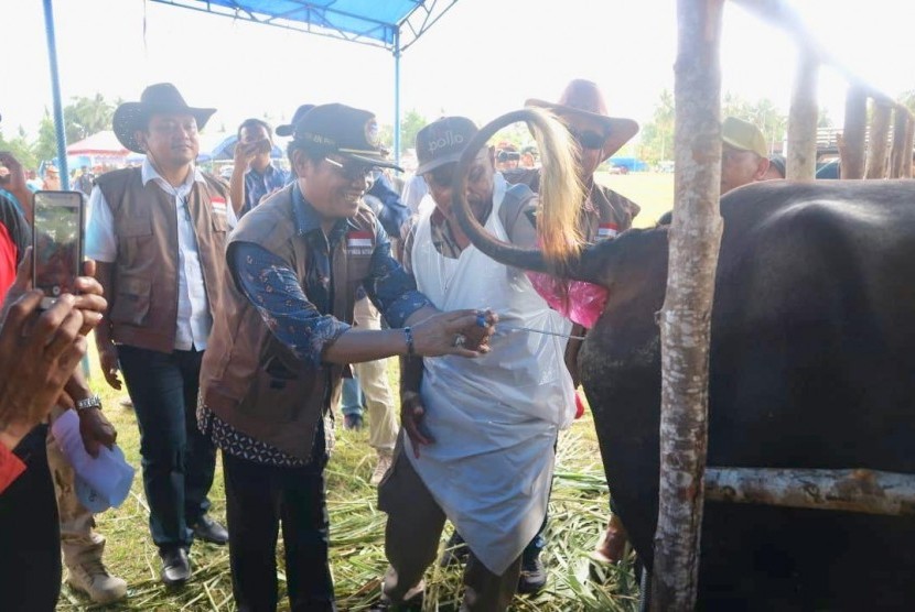 Direktur Jenderal Peternakan dan Kesehatan Hewan, Kementan, I Ketut Diarmita menghadiri Gebyar SIWAB dan Panen Pedet di Luwuk Banggai Provinsi Sulawesi Tengah, Sabtu, (17/11). 