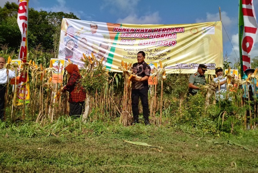 Panen raya perdana jagung hibrida di Desa Bleberan, Playen, Gunungkidul, DIY. (ilustrasi)