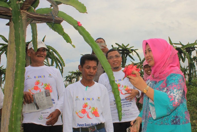 Direktur Kepatuhan dan Manajemen Risiko Bank Muamalat Indonesia Evi Afiatin Ismail, meresmikan Panen Raya Budidaya Buah Naga dan Cabai Hibrida di Balikpapan Utara.