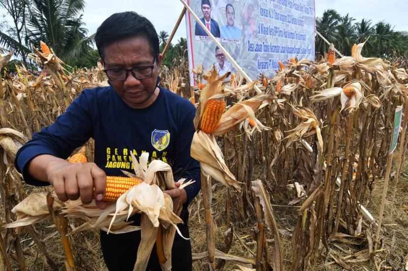 Petani memanen jagung di Desa Labuan Toposo, Kabupaten Donggala, Sulawesi Tengah, Rabu (10/3). Dewan Jagung Nasional mengingatkan bakal terjadi krisis berat terhadap komoditas jagung dalam beberapa pekan ke depan. 