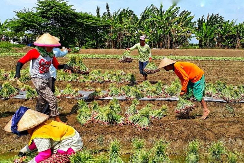 Direktur Sayuran dan Tanaman Obat Ditjen Hortikultura, Prihasto Setyanto, saat melepas ekspor lanjutan bawang merah oleh PT Aman Buana Putera di Kalianak Surabaya