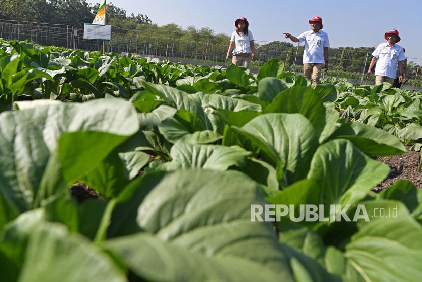 Petrokimia Gresik, perusahaan Solusi Agroindustri anggota holding Pupuk Indonesia telah menggandeng 21.344 petani dalam Program Makmur sepanjang tahun 2021, (ilustrasi).