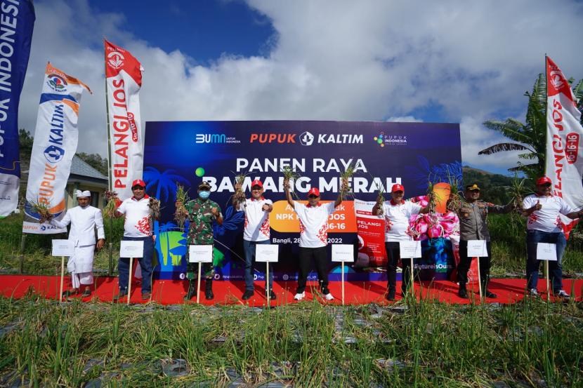 Direktur Utama Pupuk Kaltim Rahmad Pribadi saat panen raya bawang merah di Desa Songan, kecamatan Kintamani, Kabupaten Bangli, Bali, Senin (29/8).