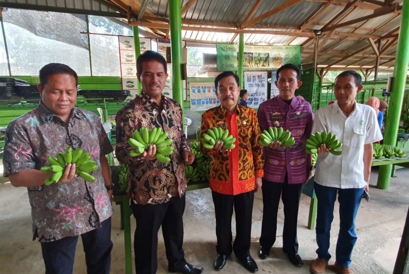 Dirjen Hortikultura memanen pisang