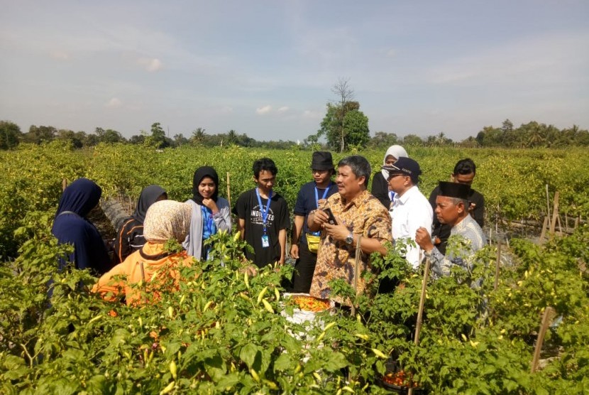 Dirjen Hortikultura Prihasto Setyanto berdialog bersama petani cabai