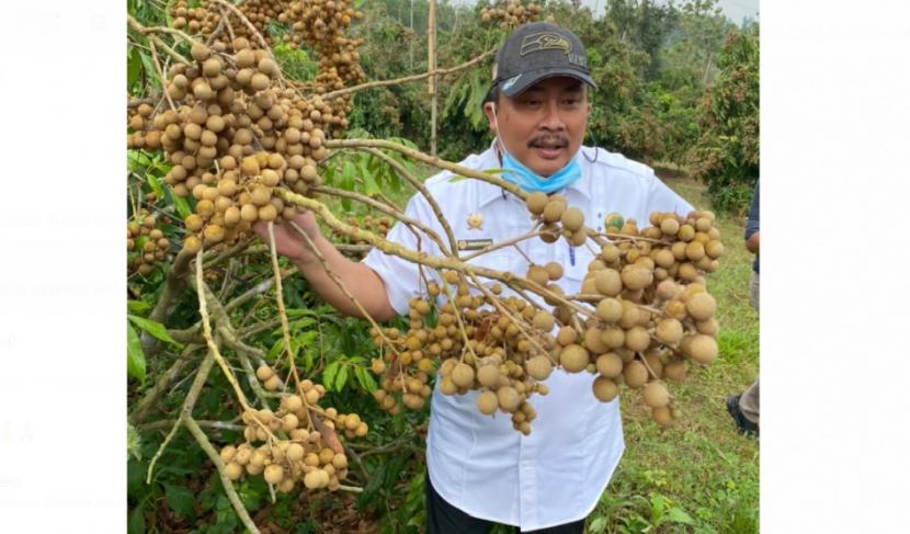 Dirjen Hortikultura Prihasto Setyanto mengaku sangat senang melihat kebun kelengkeng milik kelompok tani Sumber Rezeki ini. Ia menuturkan bahwa kampung kelengkeng ini adalah contoh nyata pengembangan Kampung Hortikultura yang digagasnya.