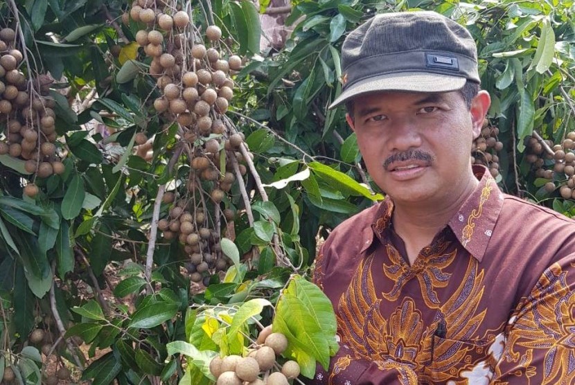 Dirjen Hortikultura, Suwandi sangat mengunjungi kebun lengkeng di Semarang, Rabu (19/12).
