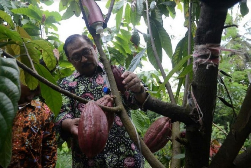 Dirjen Pembangunan Kawasan Pedesaan (PKP) Johozua M. Yoltuwu saat meninjau perkebunan kakao milik petani di Gambiran, Bunder, Patuk, Gunung Kidul, Yogyakarta, Sabtu (1/10).
