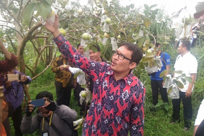 Dirjen pembangunan Kawasan Perdesaan, Ahmad Erani Yustika, saat meninjau salah satu perkebunan tanaman jambu getah di Kabupaten Kendal, Jawa Tengah, Rabu (7/3).