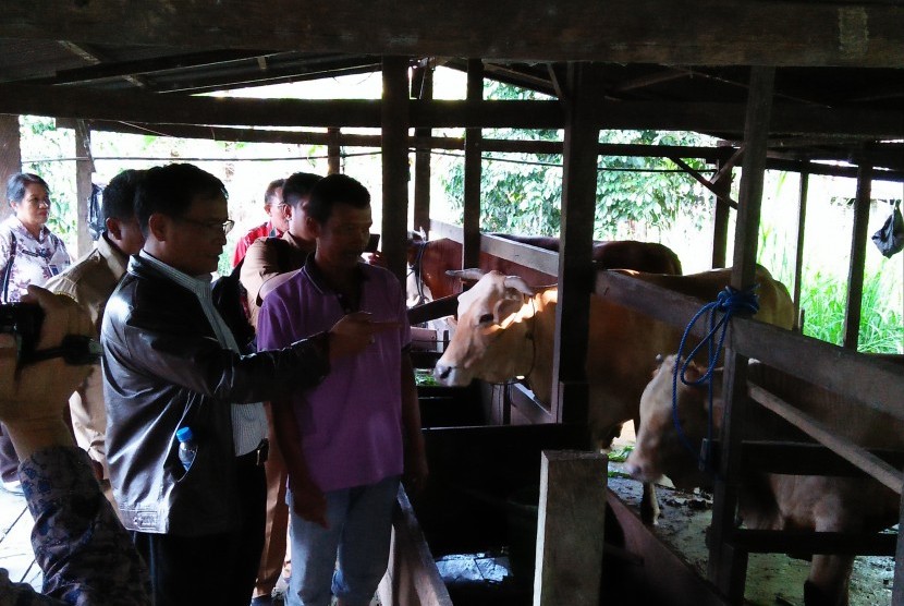 Dirjen Peternakan Diarmita meninjau peternakan sapi di Bulungan, Kalimantan Utara (Kaltara).