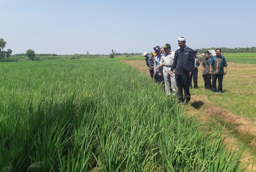 Pemkab Purwakarta Targetkan Tanam 6.000 Hektare Sawah. Foto: Sawah di Purwakarta.