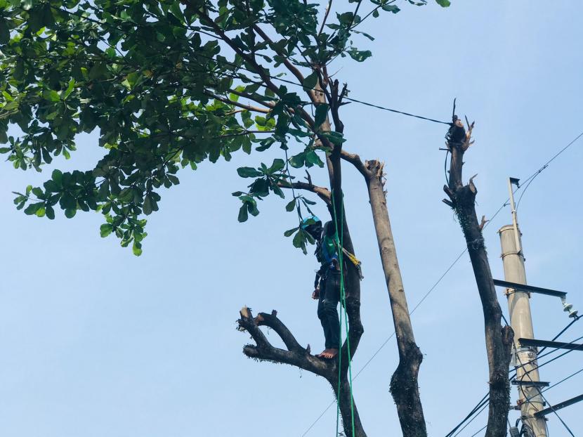 Disperumkim Kota Bogor lakukan pemeliharaan pohon jelang musim hujan di Jalan Dadali, Tanah Sareal, Kota Bogor, Rabu (13/10).