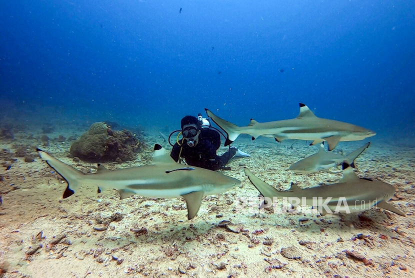 Menatap Eksotisme Wajah Morotai Lewat Daloha Beach & Dive Resort