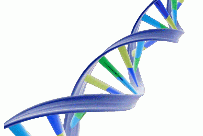 DNA, or deoxyribonucleic acid, is the hereditary material in humans and almost all other organisms. Nearly every cell in a person’s body has the same DNA, as mentioned in Genetic Home Reference. (illustration)  