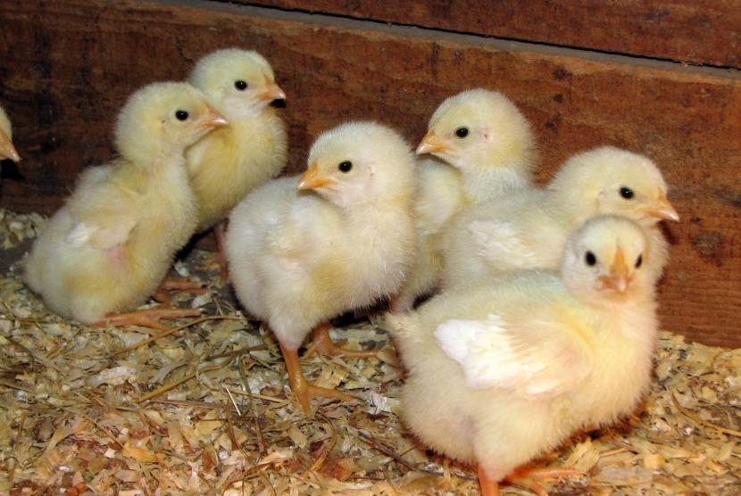Pemusnahan Enam Juta Induk Ayam hanya Berbekal SK Dirjen | Republika Online