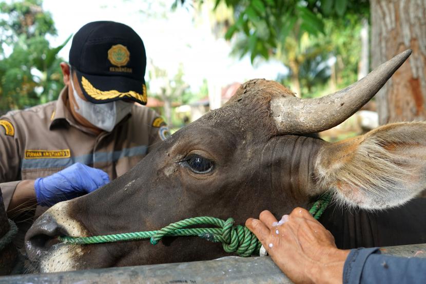 Dokter hewan Balai Karantina Pertanian memeriksa mulut sapi untuk mendeteksi dan mencegah penyakit mulut dan kuku (PMK) hewan ternak.