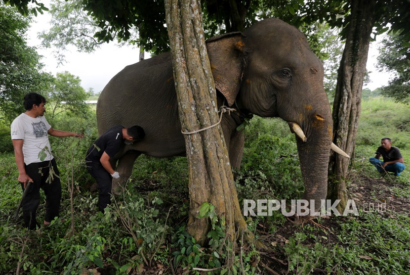 BKSDA Aceh mencatat frekuensi konflik gajah dengan manusia meningkat. Ilustrasi.