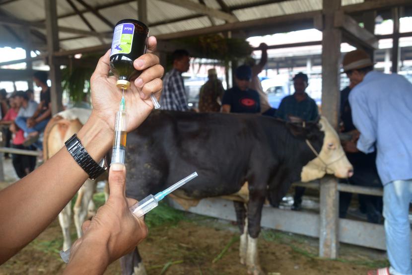 Dokter hewan bersiap memberikan suntikan vaksin kepada tenak sapi (ilustrasi).